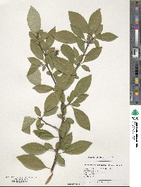 Chaenomeles speciosa image