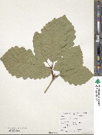 Quercus bicolor image