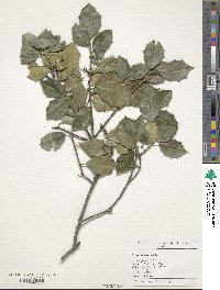 Ilex opaca image