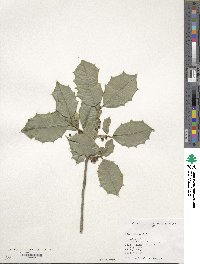 Ilex opaca image