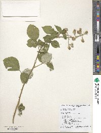 Rubus armeniacus image