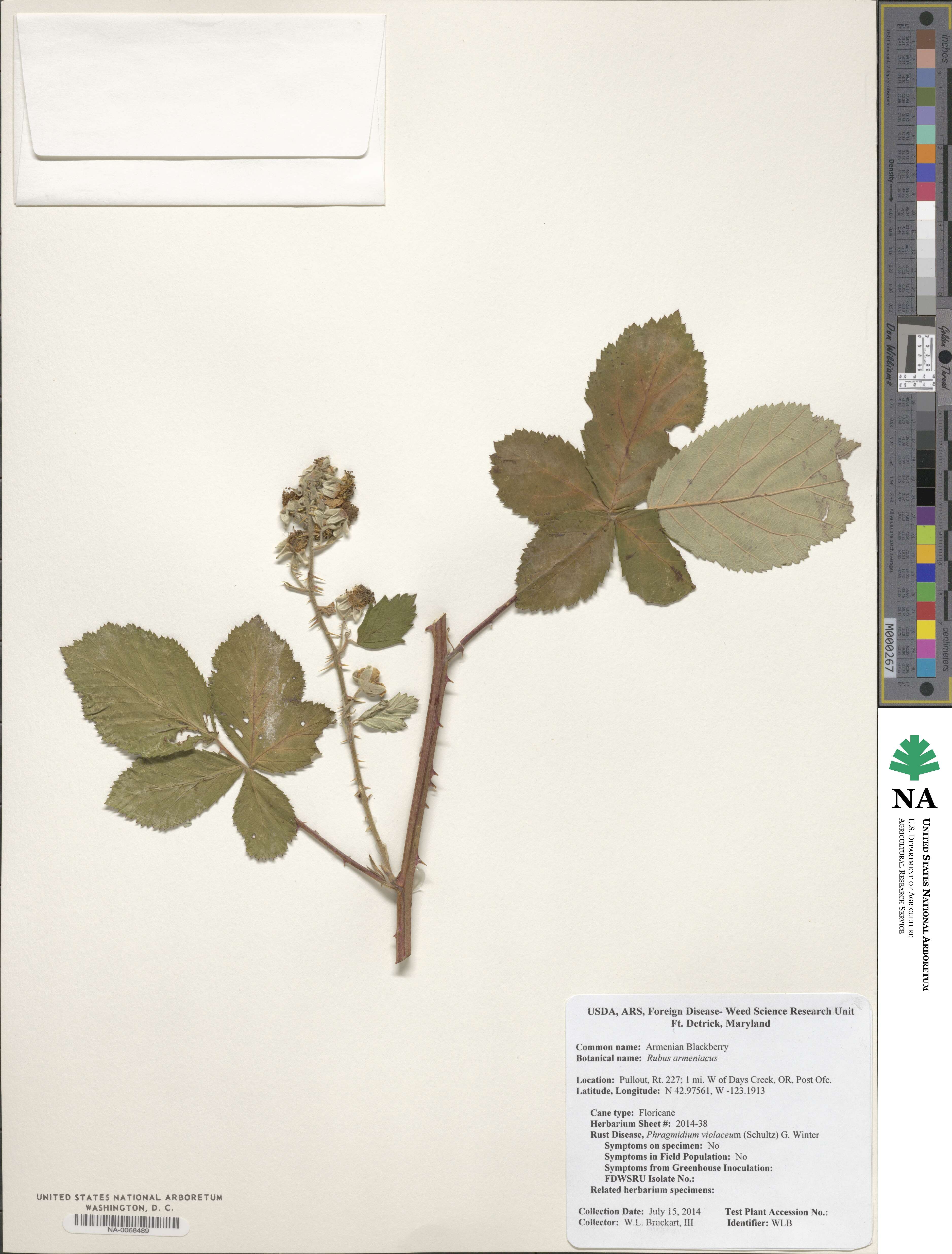 Rubus armeniacus image