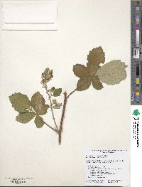 Rubus armeniacus image