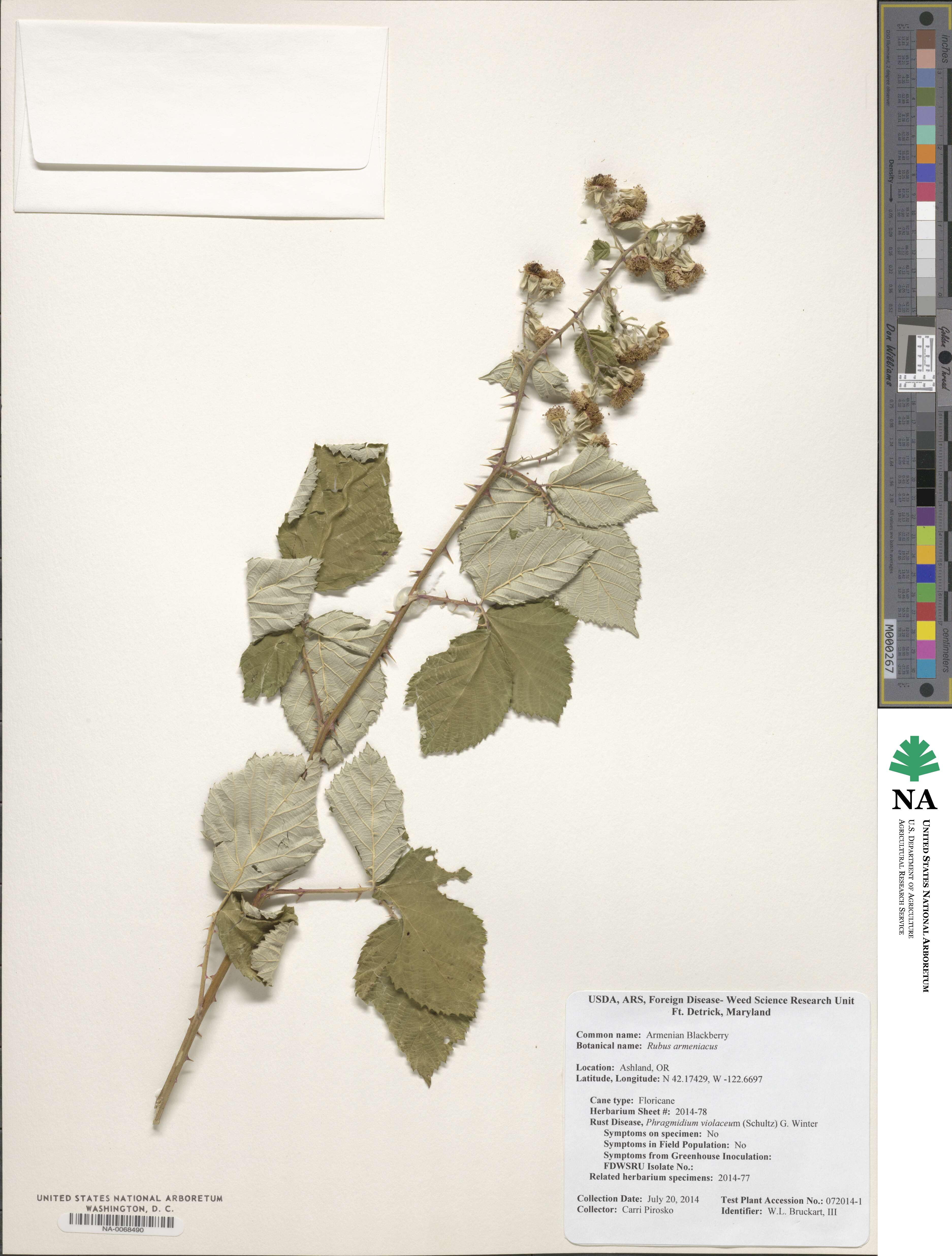 Rubus armeniacus image
