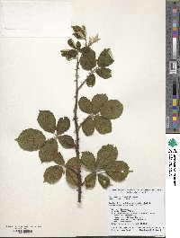 Rubus armeniacus image