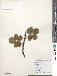 Rubus armeniacus image