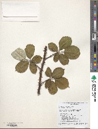 Rubus armeniacus image