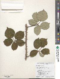 Rubus vestitus image