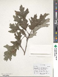 Quercus lyrata image