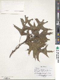 Quercus texana image