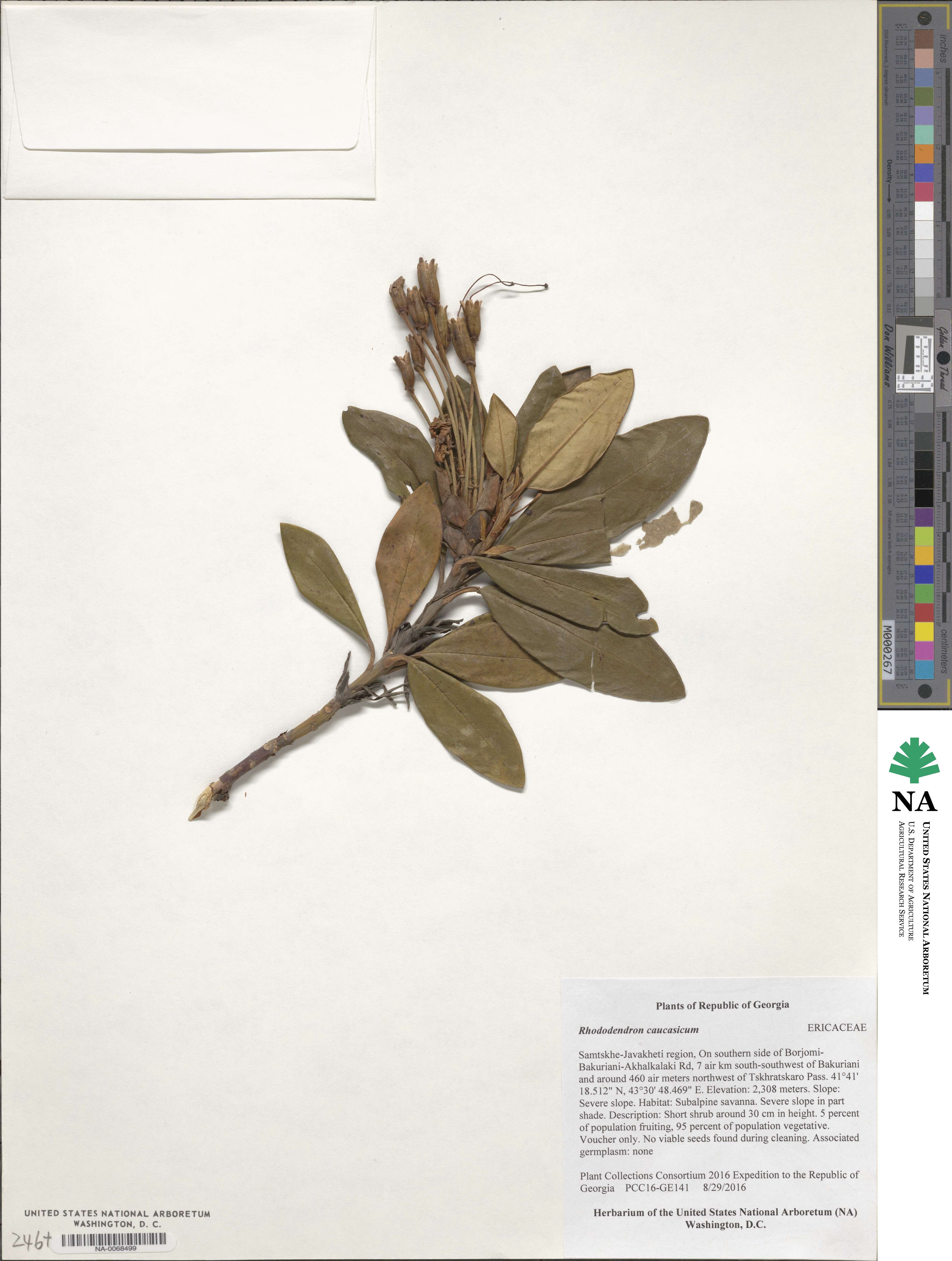 Rhododendron caucasicum image