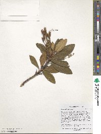 Rhododendron caucasicum image