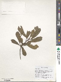 Quercus nigra image