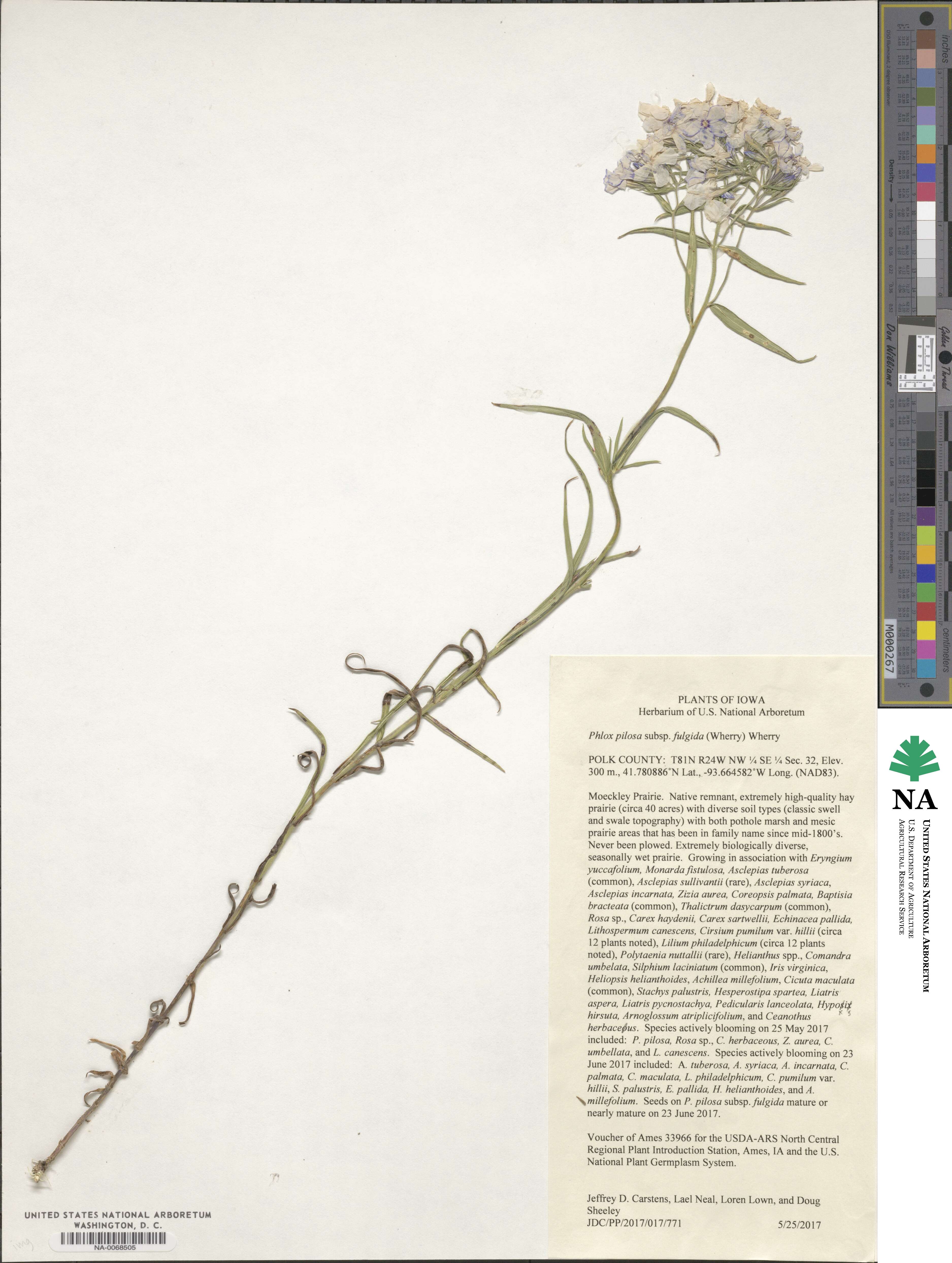 Phlox pilosa subsp. fulgida image