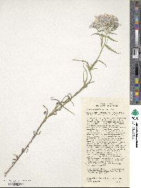 Phlox pilosa image