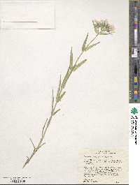 Phlox pilosa image