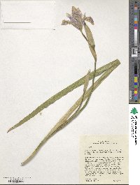 Iris virginica image