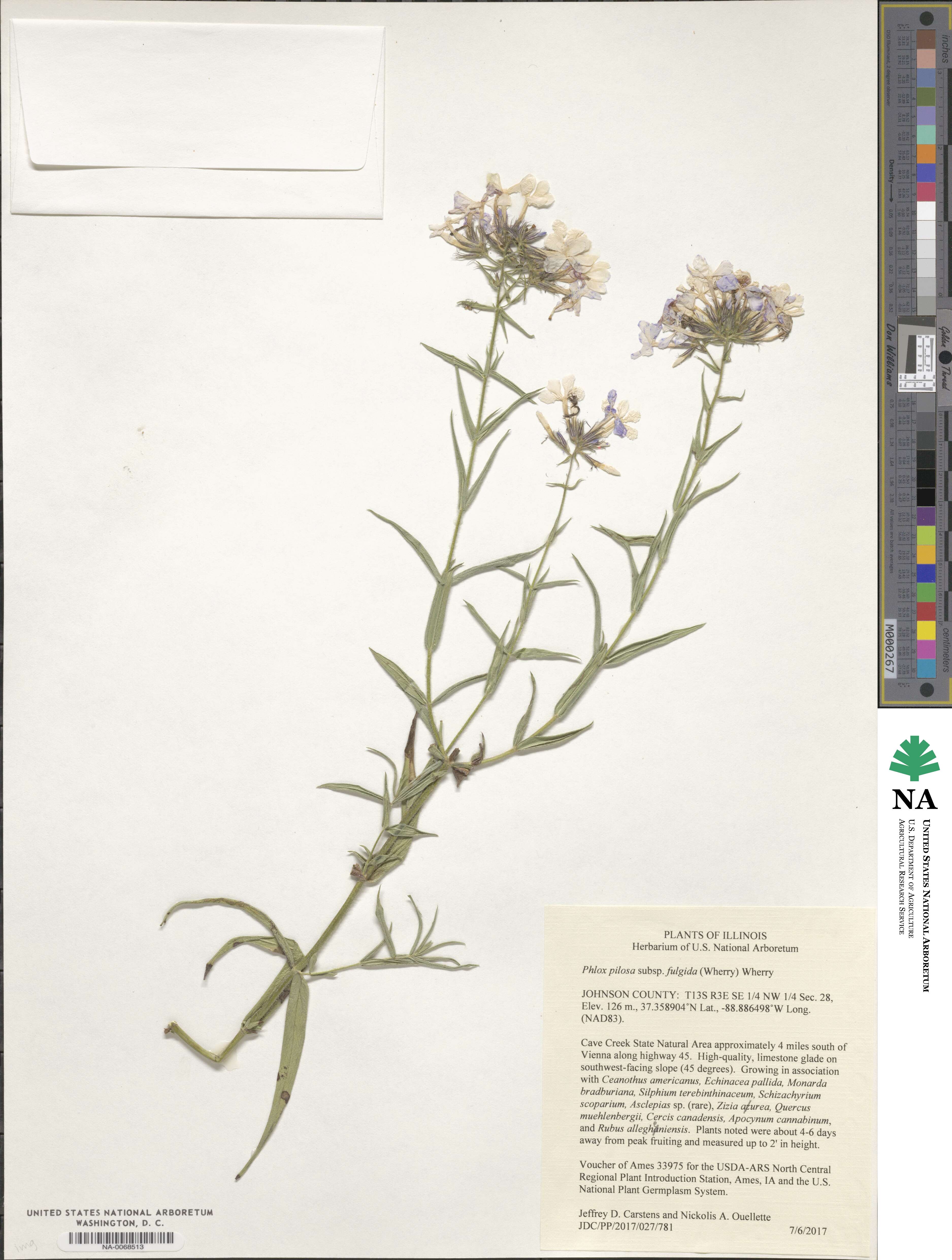 Phlox pilosa image