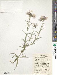 Phlox pilosa subsp. fulgida image