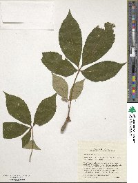 Aesculus flava image