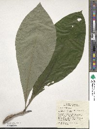 Magnolia macrophylla image