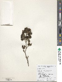 Rubus praecox image