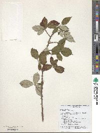 Rubus praecox image