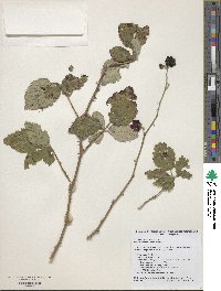 Rubus praecox image