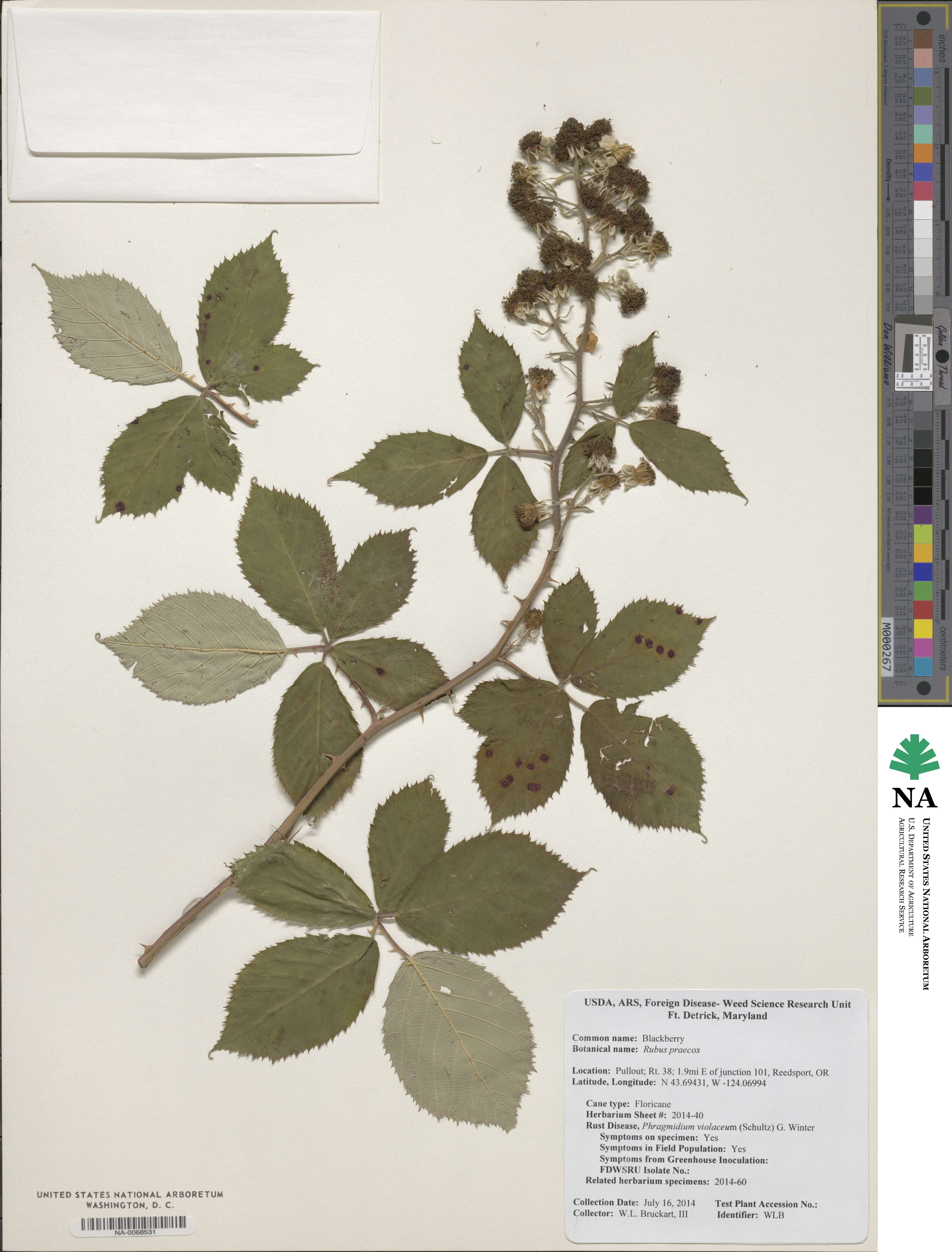 Rubus praecox image
