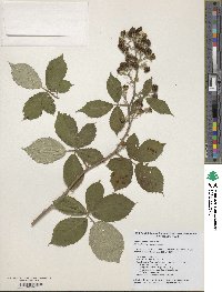 Rubus praecox image