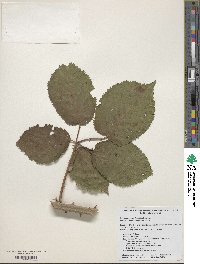 Rubus armeniacus image