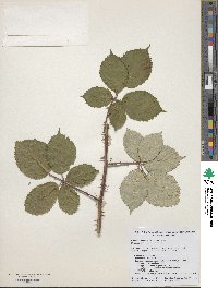 Rubus armeniacus image