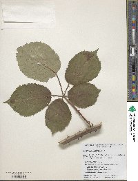 Rubus armeniacus image