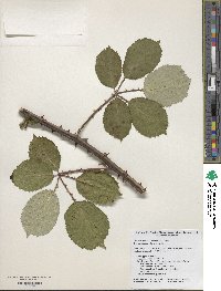 Rubus armeniacus image