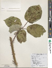 Rubus armeniacus image