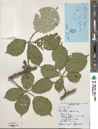 Rubus praecox image