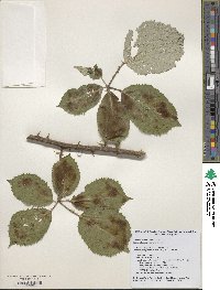 Rubus praecox image