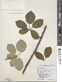 Rubus praecox image