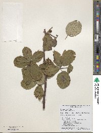 Rubus praecox image