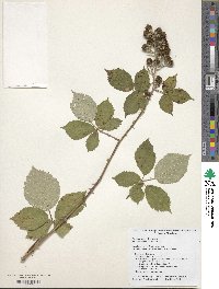 Rubus praecox image