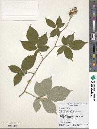 Rubus praecox image