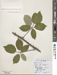 Rubus praecox image