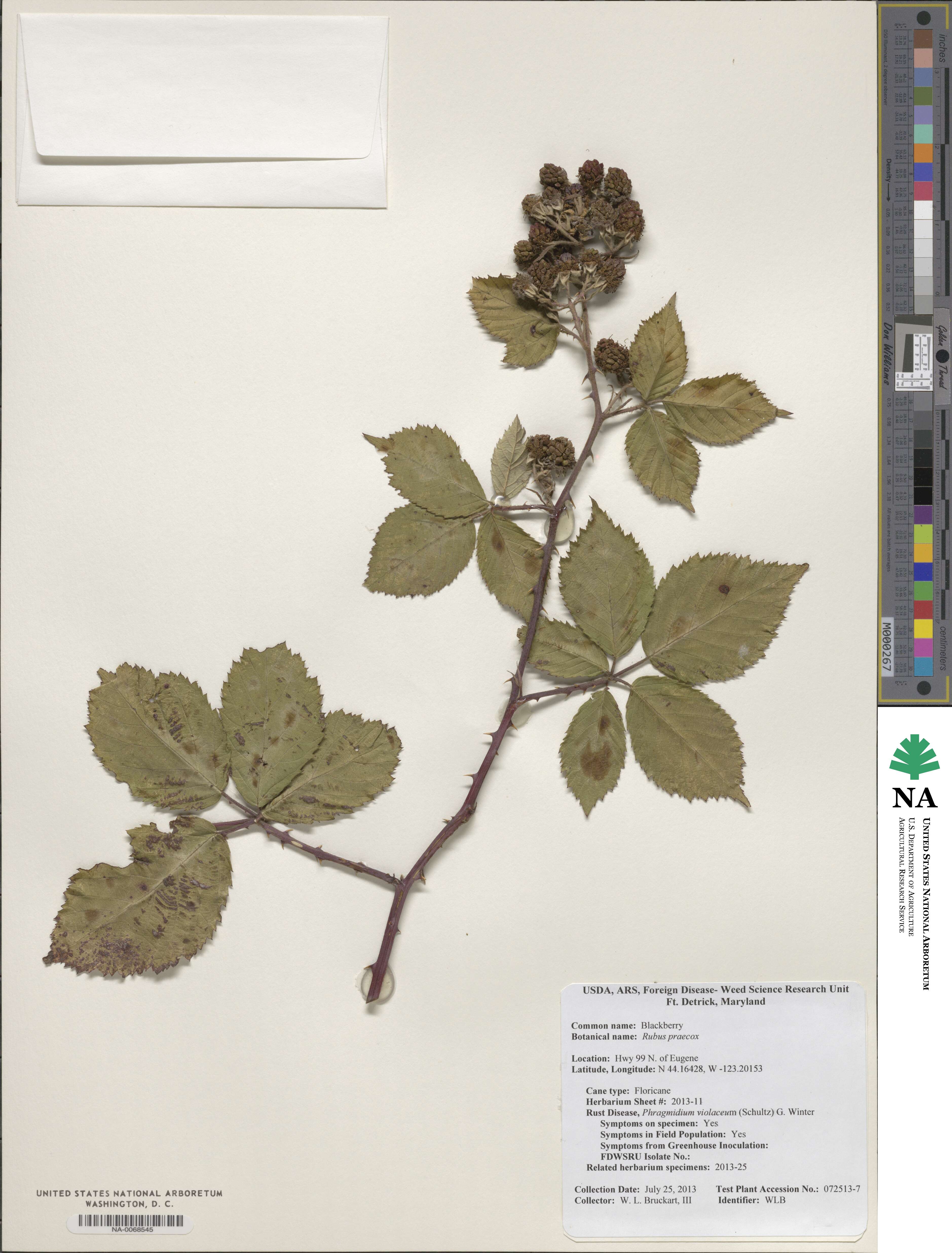 Rubus praecox image