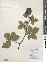 Rubus praecox image