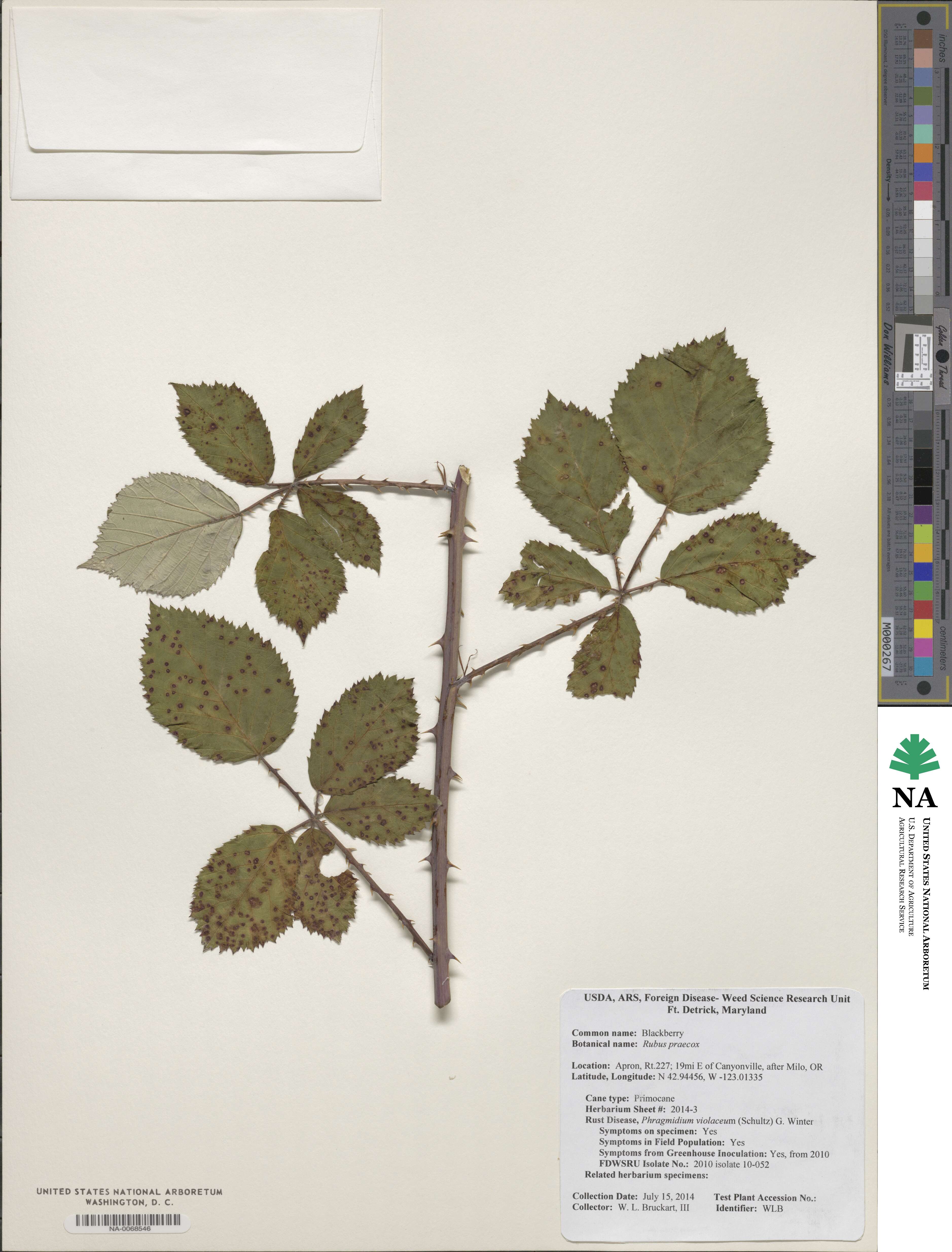 Rubus praecox image