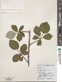 Rubus praecox image