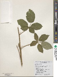 Rubus praecox image