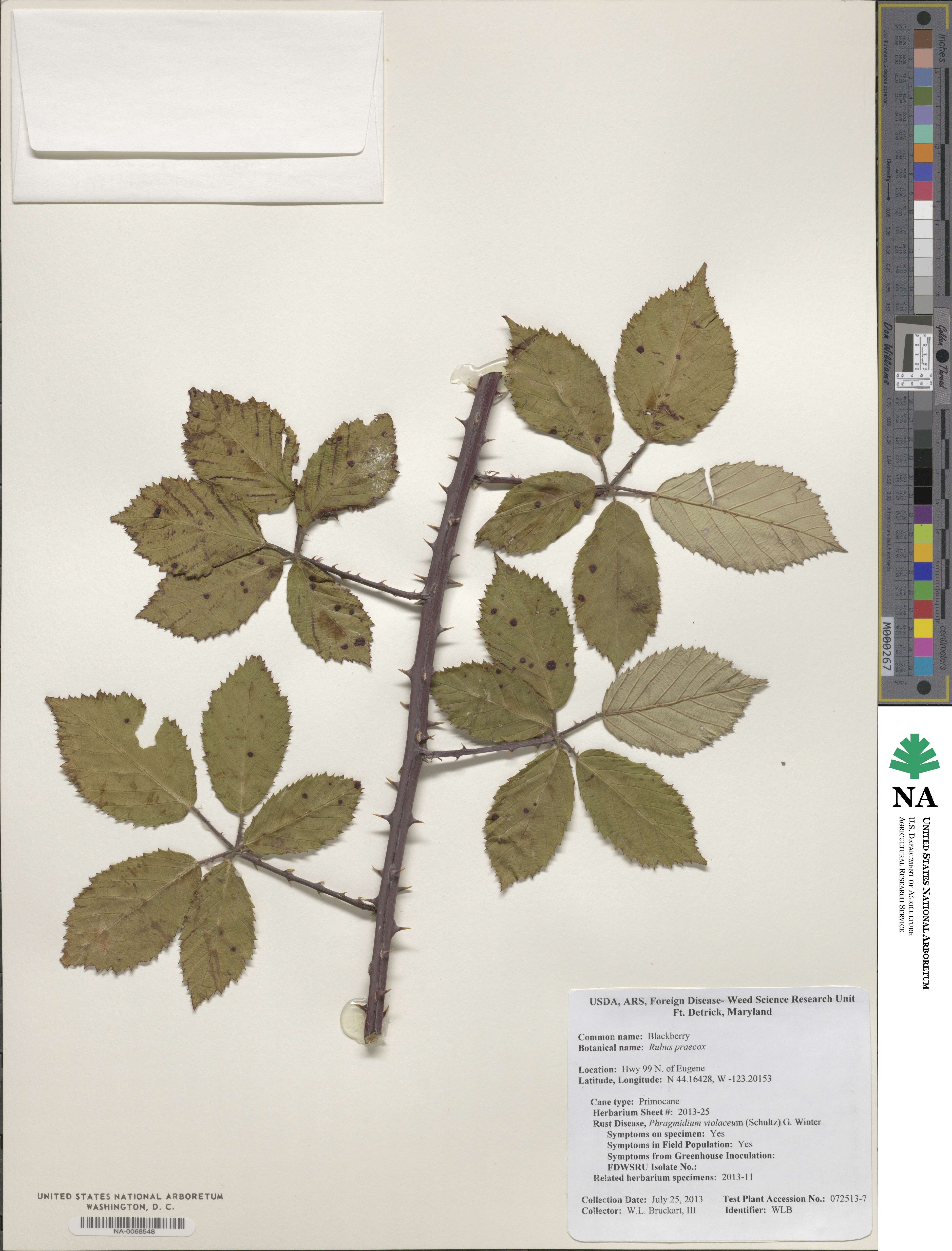 Rubus praecox image
