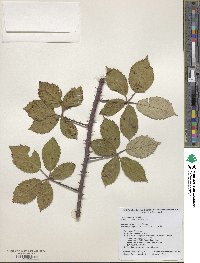 Rubus praecox image