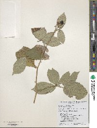 Rubus praecox image